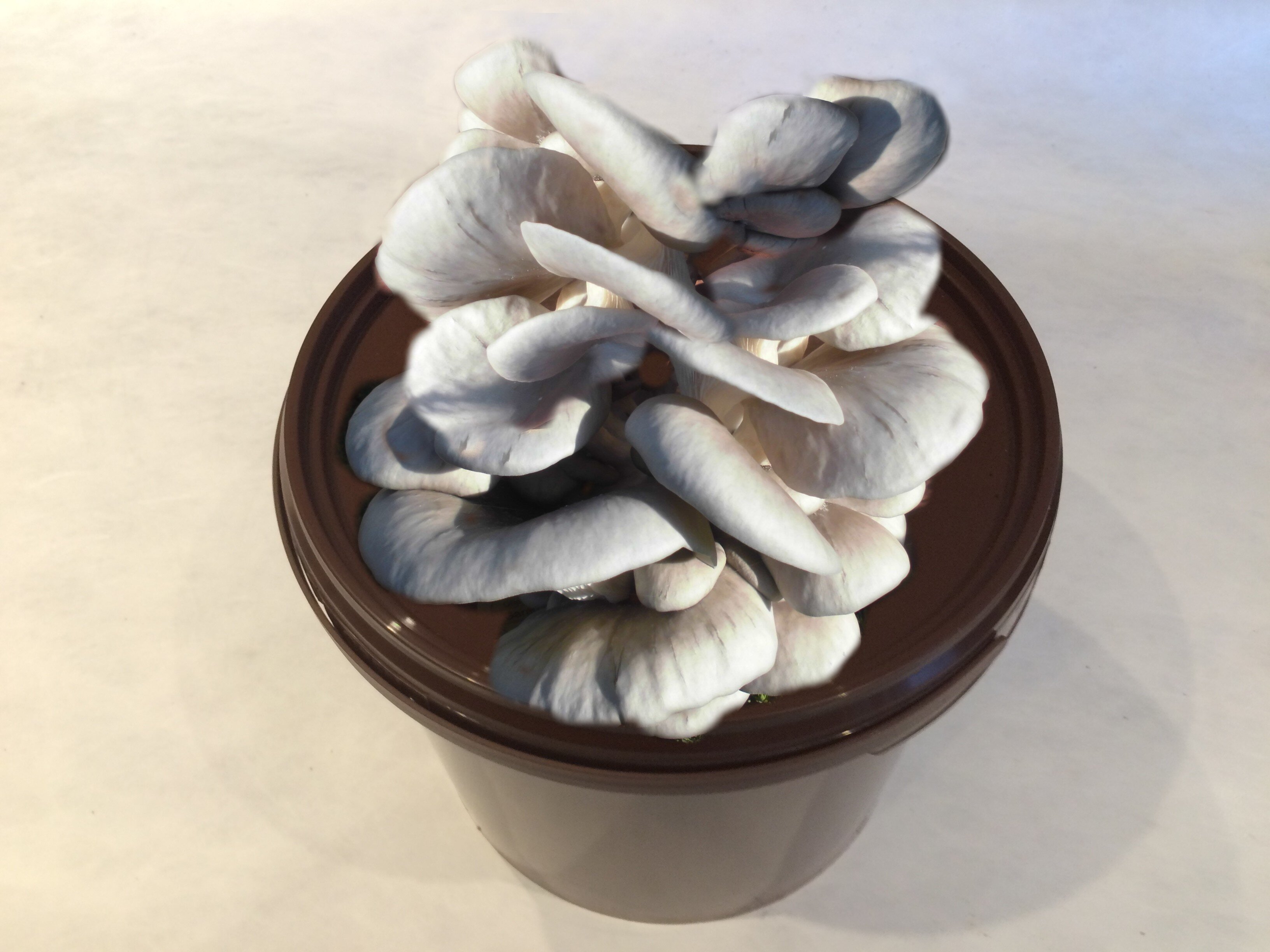 Pilze auf Kaffeesatz züchten